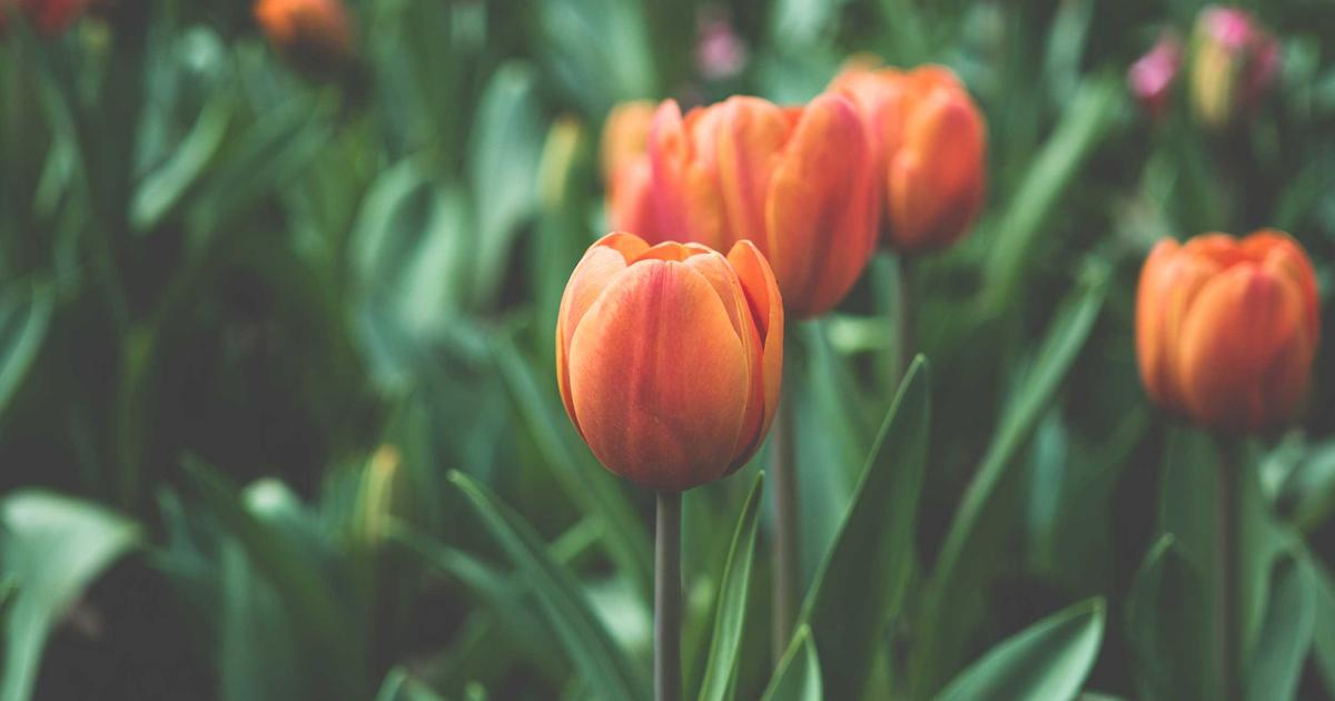 Featured: Middle School Math Anxiety: What Neuroscience Reveals About the 6th Grade Cliff